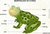 Get Out Frog / Frogout / Me Obrigue
