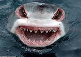 Mouth Eyes