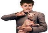 Kinect Kid