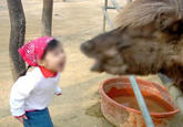 Girl Yelling at Yak