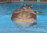 Tubcat
