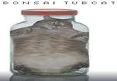 Tubcat
