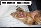 I need an adult