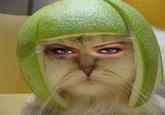 Limecat