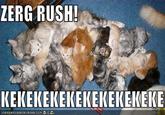 Zerg Rush
