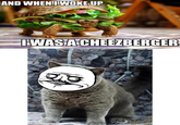 Happy Cat