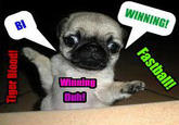 Winning Dog