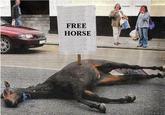 Dead horse