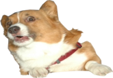 Surprised Corgi