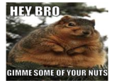 Fat Squirrel