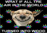 Stoner Dog
