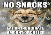 Stoner Dog