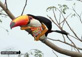 Birds with Arms