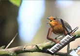 Birds with Arms