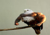 Birds with Arms