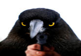 Birds with Arms