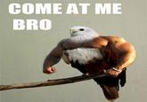 Birds with Arms