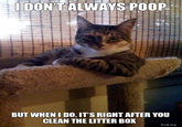 The Most Interesting Cat in the World