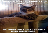 The Most Interesting Cat in the World