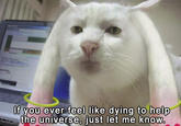 Serious Cat