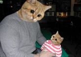 Starecat / Grafics Cat