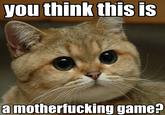 Starecat / Grafics Cat