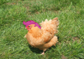 Scootaloo is a Chicken
