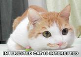 LOLcats