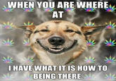 Stoner Dog