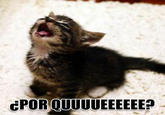 LOLcats