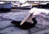 Uncle Ray/Pedo Pelican/Greedy Heron