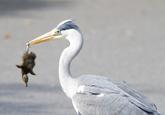 Uncle Ray/Pedo Pelican/Greedy Heron