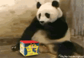Sneezing Baby Panda