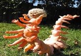 The Human Centipede