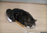 Maru the Cat