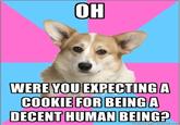 Critical Feminist Corgi