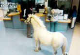 Ponies