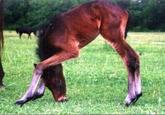Ponies