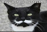 Moustache