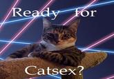 A cat is fine too....