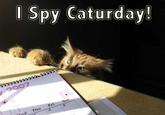 Caturday