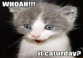 Caturday