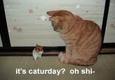 Caturday