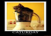 Caturday