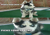 Insanity Puppy