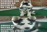 Insanity Puppy