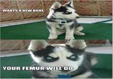 Insanity Puppy