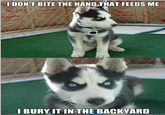 Insanity Puppy