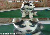 Insanity Puppy