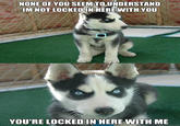 Insanity Puppy